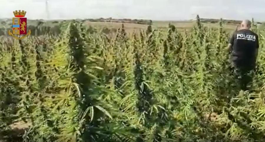 Duemila piante di cannabis nel terreno di proprietà di un 73enne nuorese: 2 denunce a Selargius