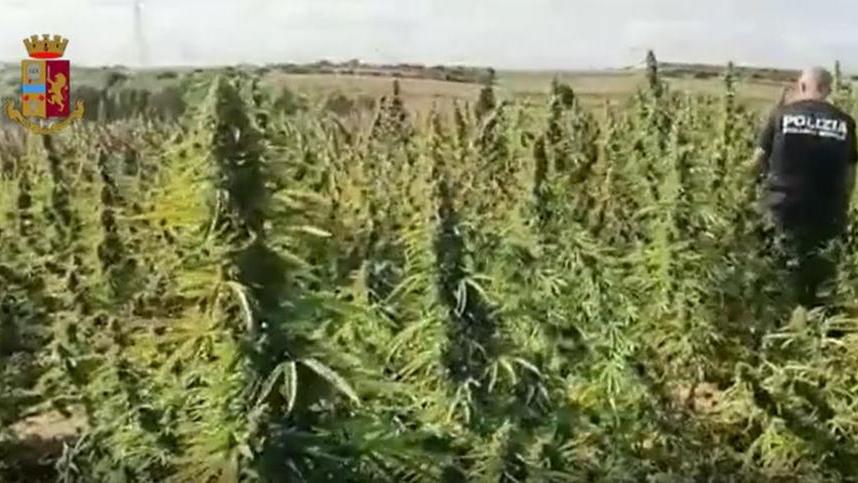 Duemila piante di cannabis nel terreno di proprietà di un 73enne nuorese: 2 denunce a Selargius