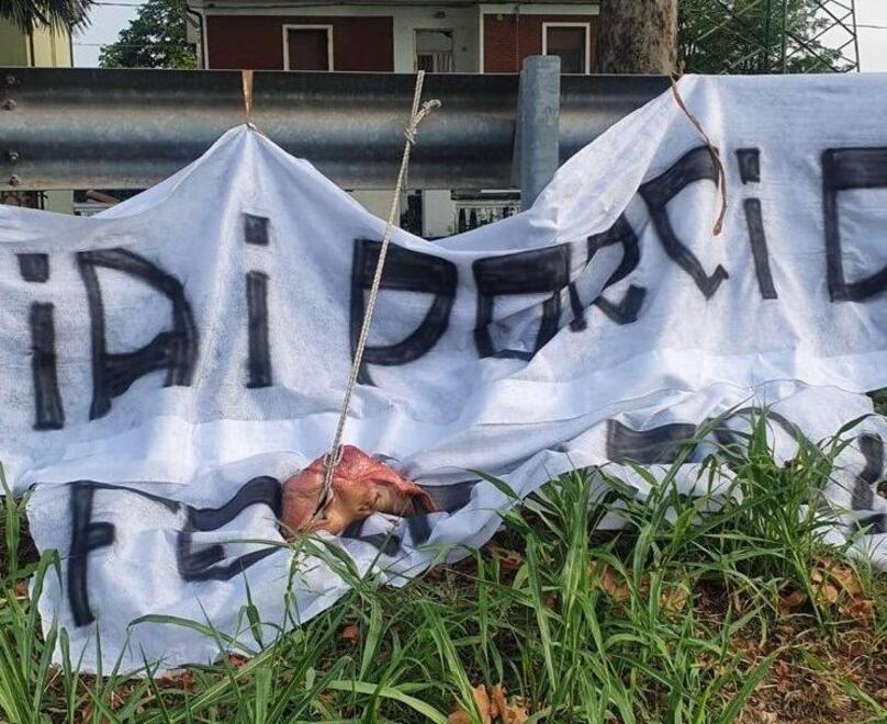 Ferrara. Minacce con testa di maiale, condannati due tifosi spallini