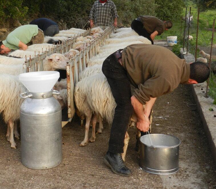 Tradizione e aggiornamento, nasce la Scuola sarda di pastorizia