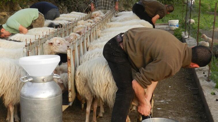 Tradizione e aggiornamento, nasce la Scuola sarda di pastorizia