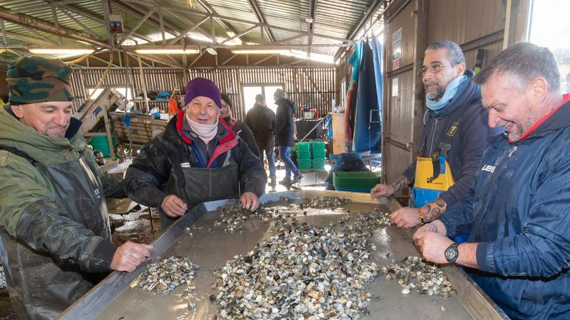 Goro, i gusci di cozze e vongole “lavorano” per l’ambiente