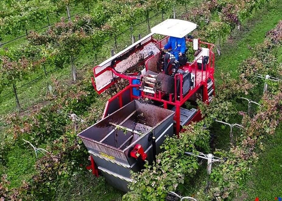 Modena. Lambrusco, per il futuro si deve puntare sul Doc 