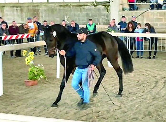 Pozzomaggiore di nuovo capitale dei purosangue: 8 cavalli venduti alla Fiera dell’Anglo-arabo