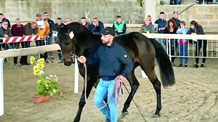 Pozzomaggiore di nuovo capitale dei purosangue: 8 cavalli venduti alla Fiera dell’Anglo-arabo