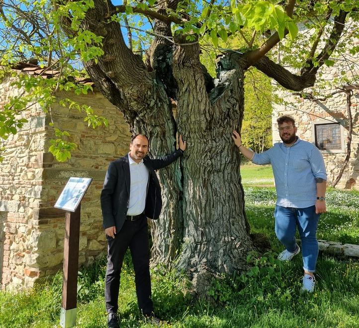 Alberi monumentali. Ora arrivano i fondi per la manutenzione 