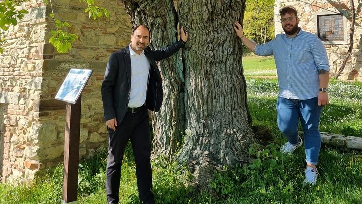 Alberi monumentali. Ora arrivano i fondi per la manutenzione