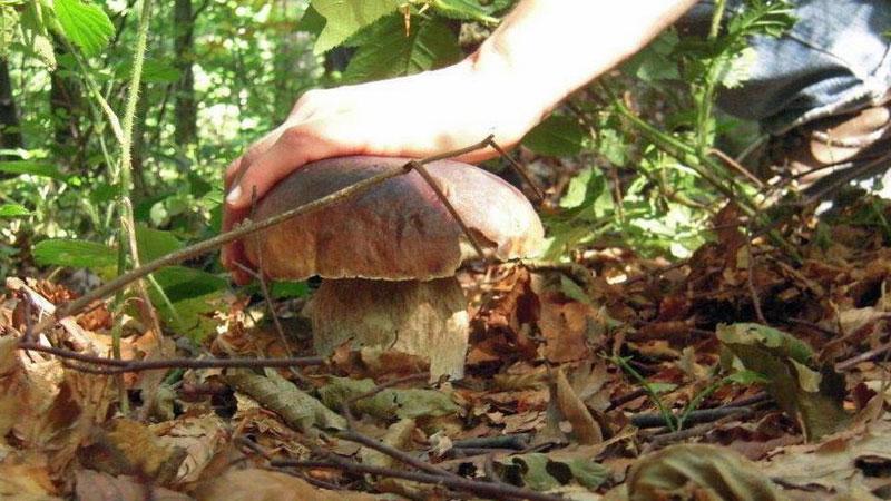 Raffica di sanzioni: sequestrati 16 chili di funghi