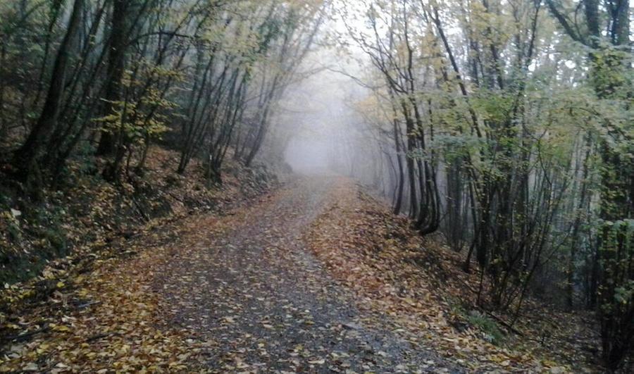 Muore sotto gli occhi del figlio mentre cerca funghi nel bosco