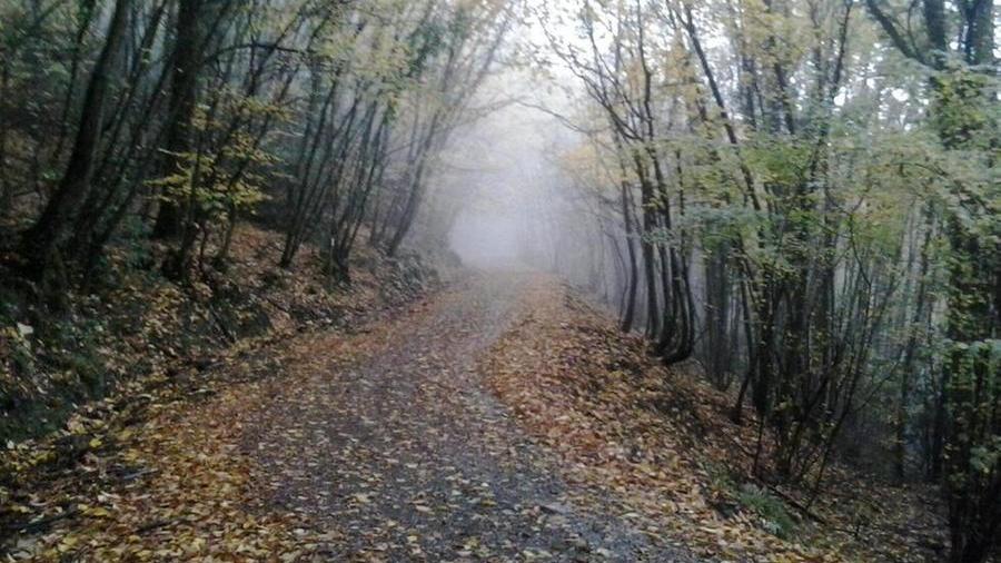 Muore sotto gli occhi del figlio mentre cerca funghi nel bosco