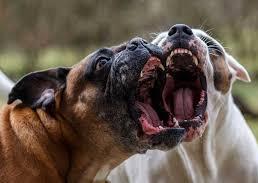 All’origine della causa tra vicini il rumore dei cani quando abbaiano