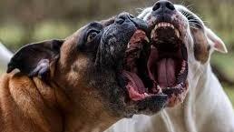 All’origine della causa tra vicini il rumore dei cani quando abbaiano