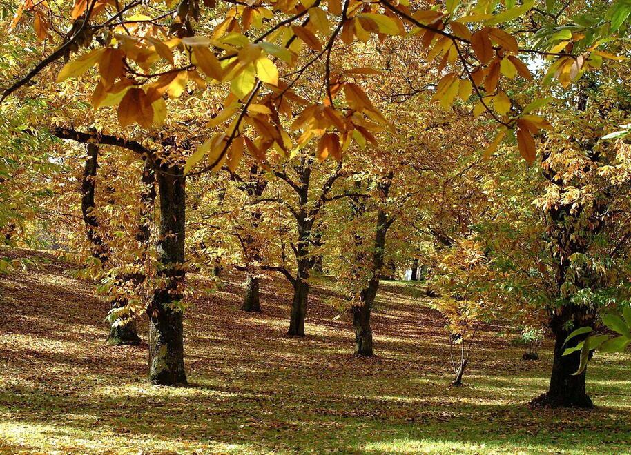 Un bosco di castagni