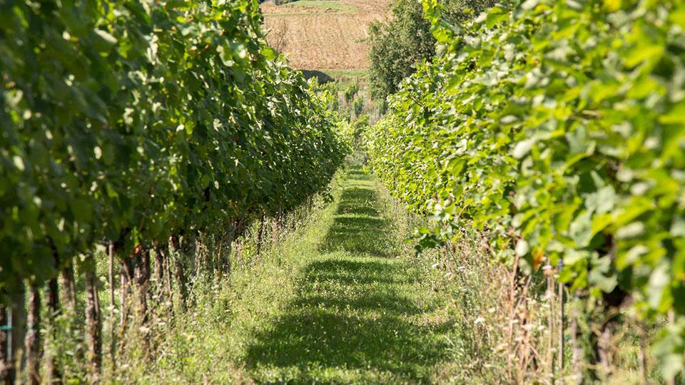 Cortona è la culla del Syrah e non solo