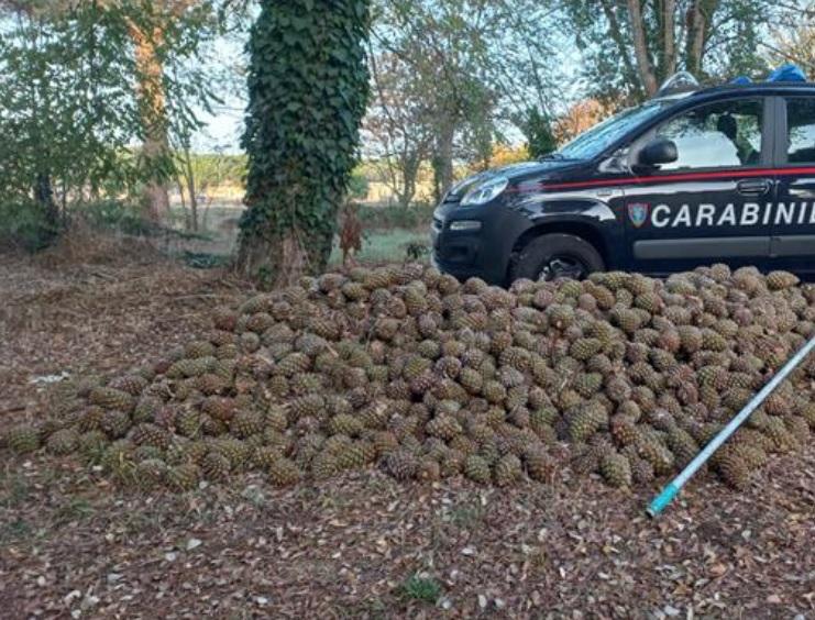 
	Le pigne sequestrate nel parco di San Rossore&nbsp;

