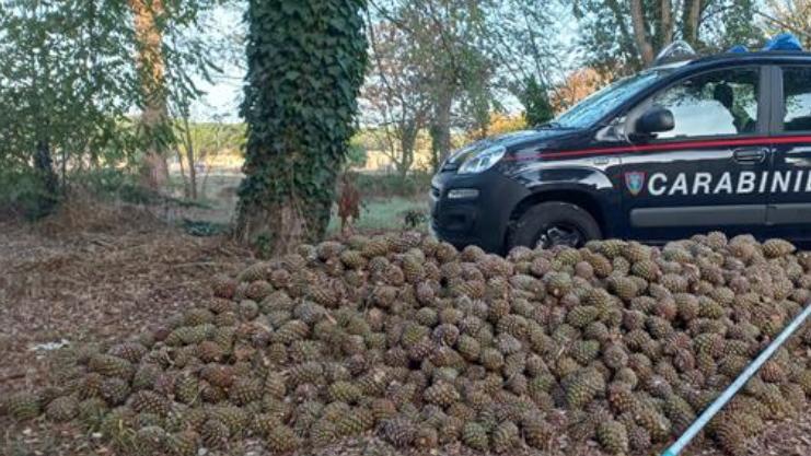 Le pigne sequestrate nel parco di San Rossore 