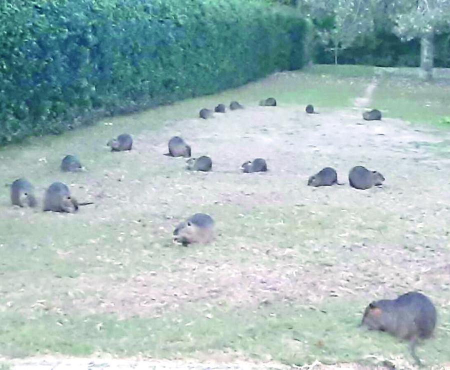 Ferrara e l’invasione delle nutrie: è allarme a Borgo Punta