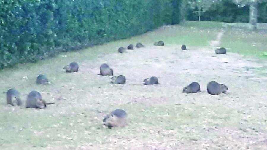 Ferrara e l’invasione delle nutrie: è allarme a Borgo Punta