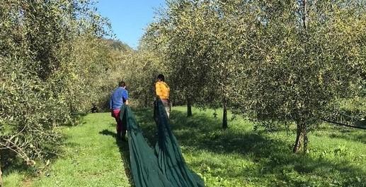 Bilancio di stagione: «Olio nuovo di grande qualità; ma i costi di frangitura lievitano»