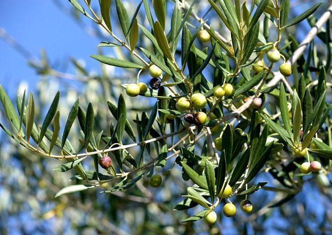 Ribolla, raid nell’azienda agricola: portati via quintali di olive e mezzi