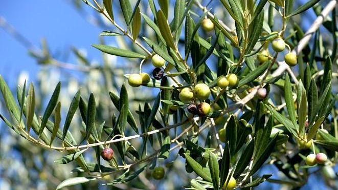 Ribolla, raid nell’azienda agricola: portati via quintali di olive e mezzi