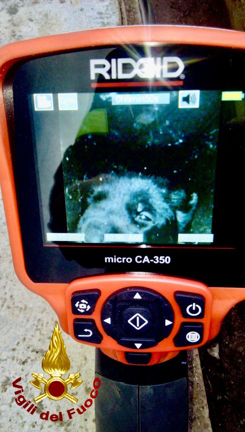 
	Il cagnolino nel monitor della telecamera endoscopica


