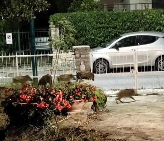 Cuccioli di cinghiale fotografati nel suo giardino da Silvia Frassi