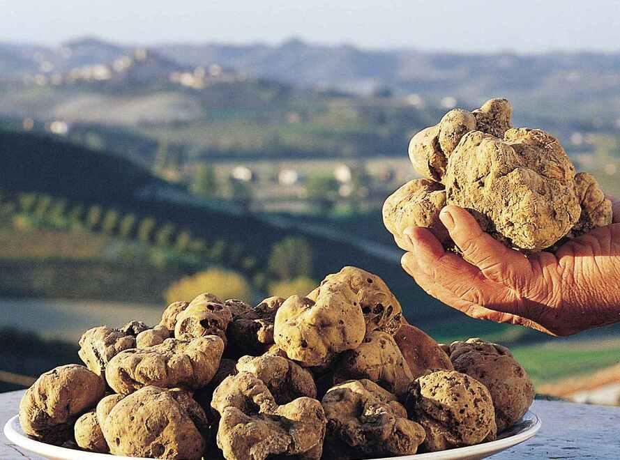 Per il tartufo pronti alla danza della pioggia: ecco le novità della mostra di San Miniato
