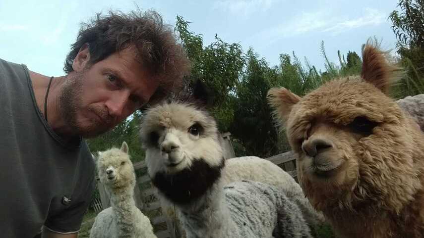 Allevamento di alpaca a Renazzo: «Impossibile fare a meno di loro»
