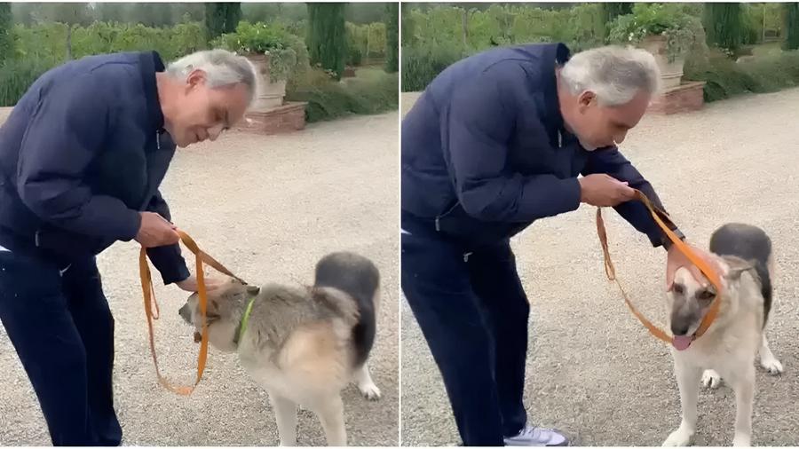 Bocelli adotta un cane rimasto sordo e ferito in Ucraina: in Italia arriva Jack – Video
