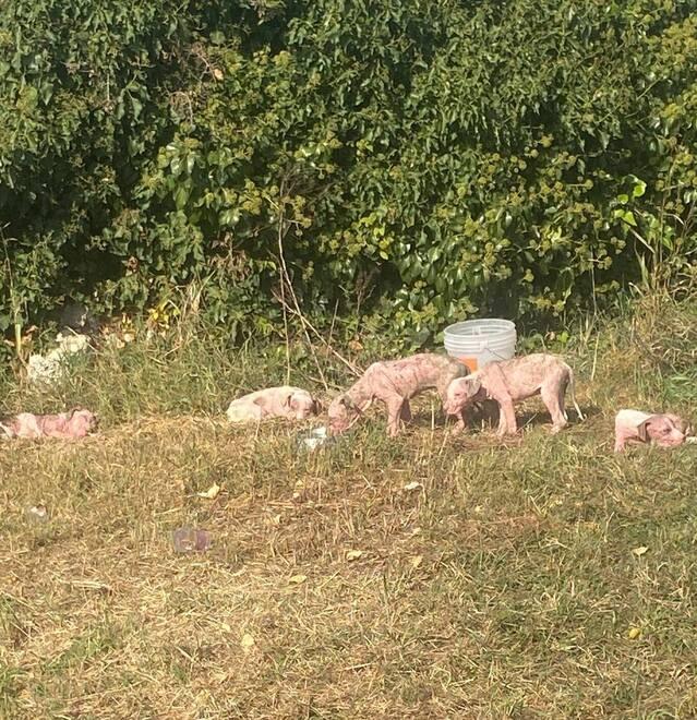 Copparo, cuccioli di Amstaff abbandonati: sono pieni di rogna e senza forze