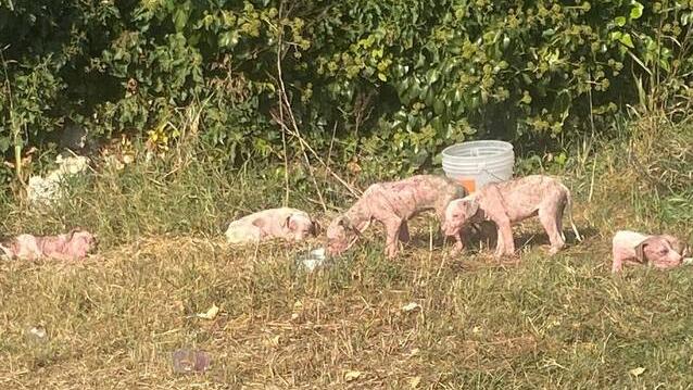 Copparo, cuccioli di Amstaff abbandonati: sono pieni di rogna e senza forze