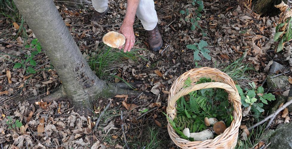 «Poca esperienza», ed è boom di intossicazioni per i funghi velenosi