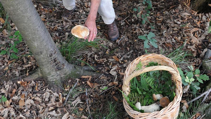«Poca esperienza», ed è boom di intossicazioni per i funghi velenosi
