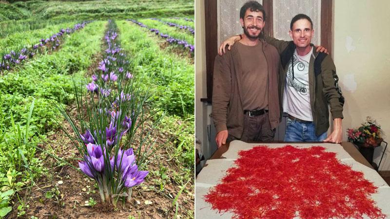 Coltivazione di zafferano sul terreno di Marignana. A sinistra Marco Salarpi e Alessandro Mallegni