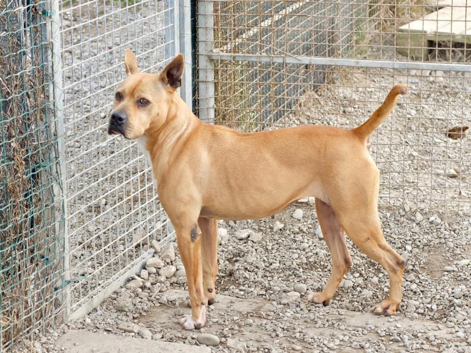 Quando una pizza aiuta i cani e gatti del rifugio