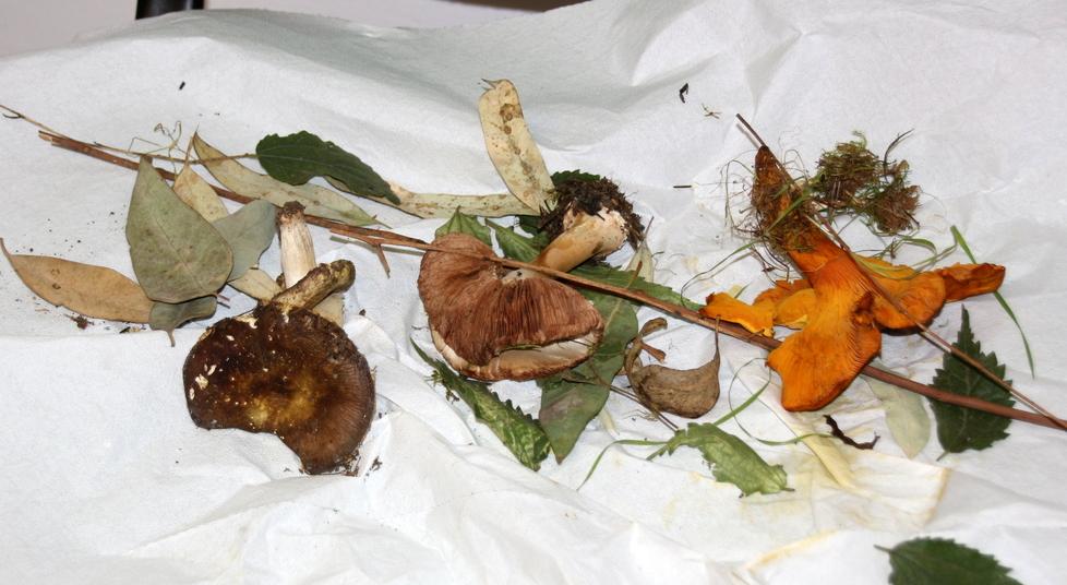 Stagione di funghi e di pericoli: attenti anche a quelli non velenosi