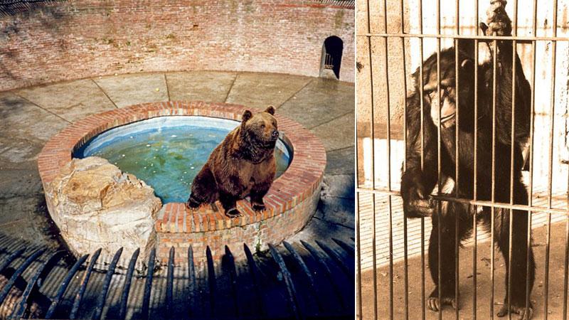 Un orso bruno nella vasca del Parterre (foto di Livorno Com’era). La scimmia Dolly, “personaggio” del Parterre come poi fu Bingo