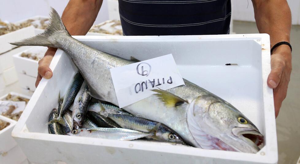 Lidi ferraresi, niente pioggia e troppo caldo: arrivano anche i pesci spada