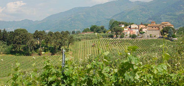 La tipicità dei Doc Colline Lucchesi