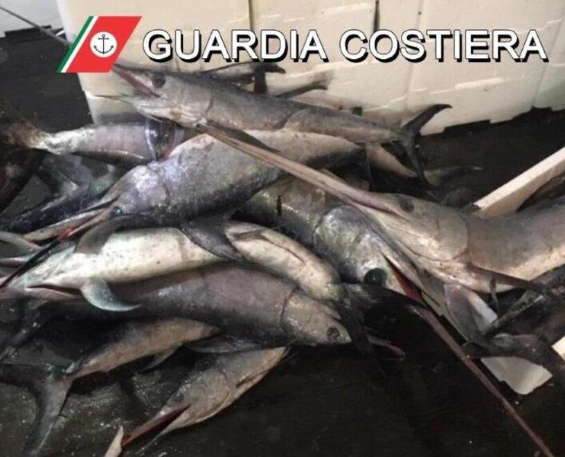 Il pesce sequestrato dalla Guardia costiera