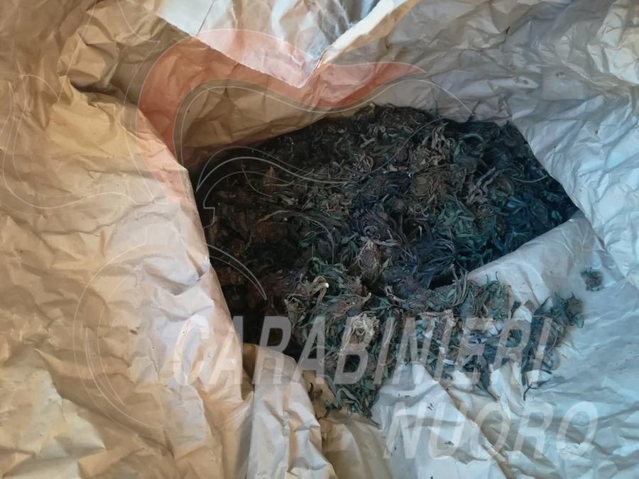Operazione antidroga in Ogliastra: maxi sequestro di marijuana nelle campagne di Talana