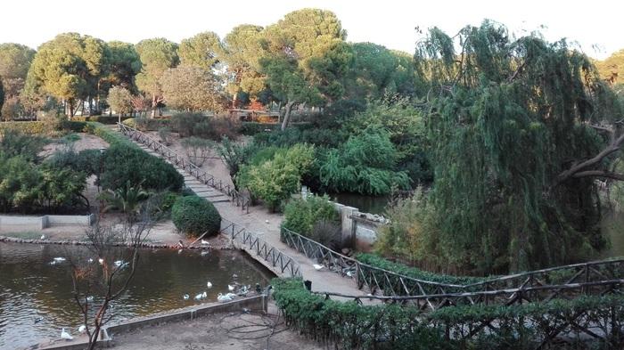 Pavoni morti di aviaria a Monte Urpinu, verranno abbattuti 200 animali