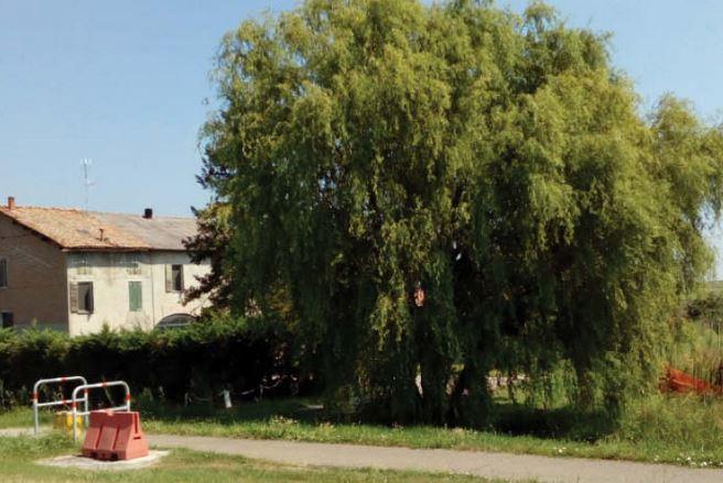 Il grande salice di Santa Vittoria abbattuto per un parcheggio