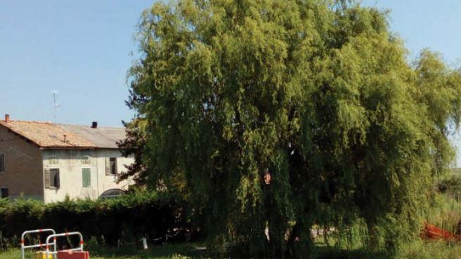 Il grande salice di Santa Vittoria abbattuto per un parcheggio