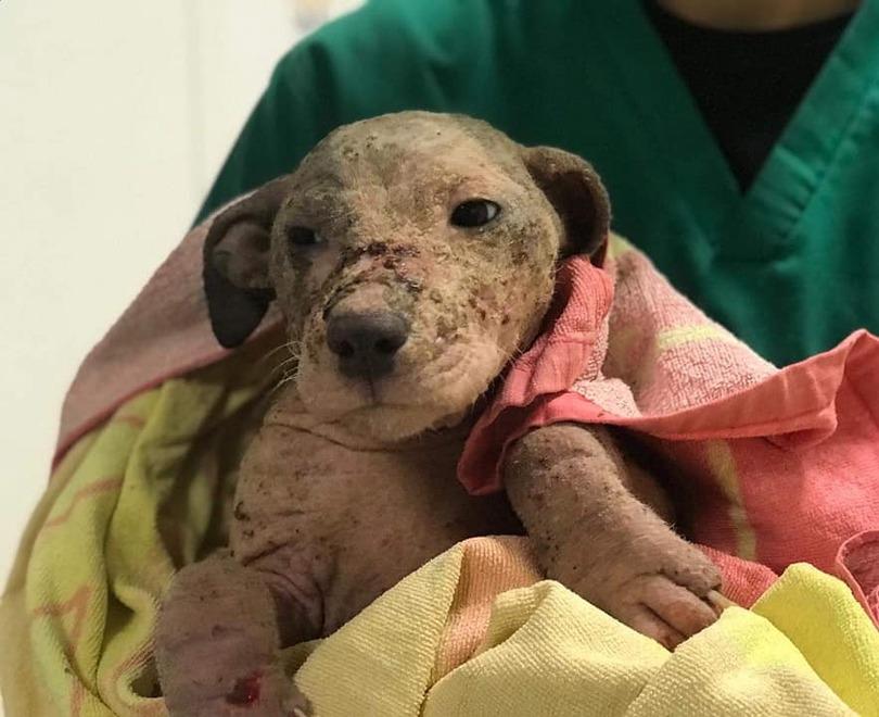 Copparo. Cuccioli pieni di rogna abbandonati, uno dei maschi non ce l’ha fatta 