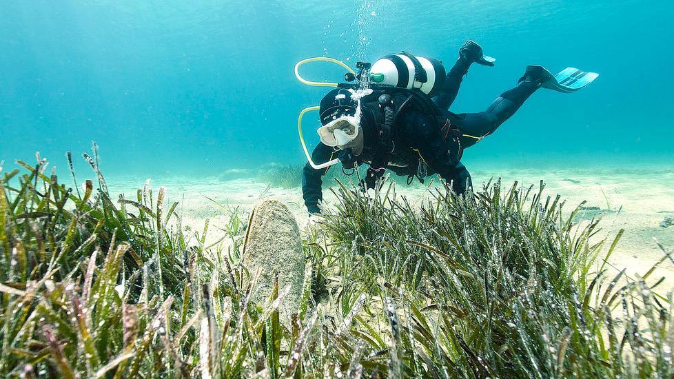 Nel golfo di Olbia ricompare la pinna nobilis: «Bello, ma il mare resta un malato»