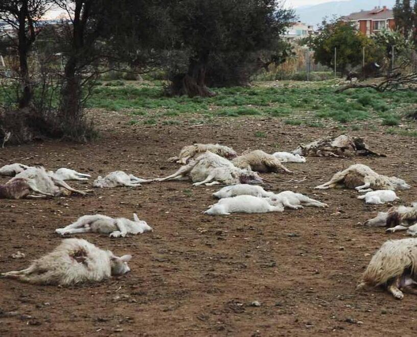 Tertenia, ignoti sgozzano un gregge di 90 pecore