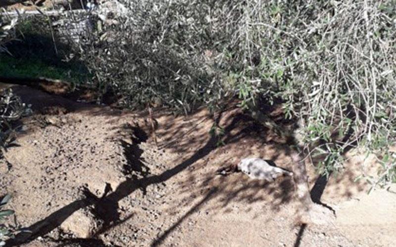 Sei lupi sbranano due capre tibetane, allarme a Bonascola