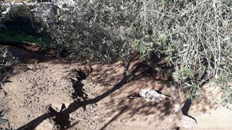 Sei lupi sbranano due capre tibetane, allarme a Bonascola